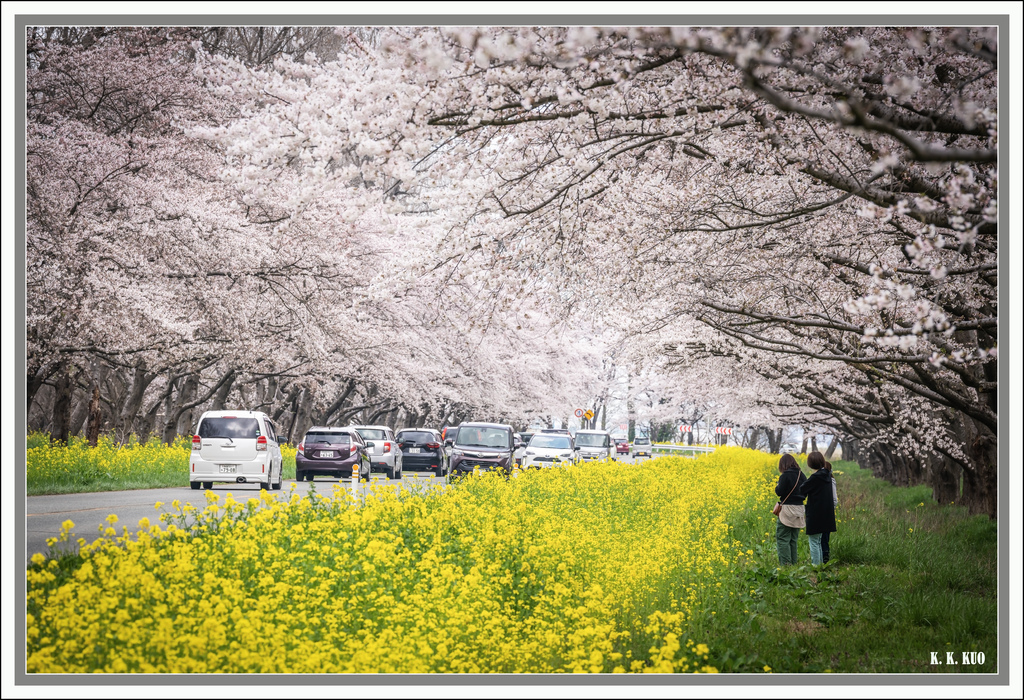 20250421秋田縣御幸橋櫻花油菜花道_0439-1 拷貝 2.jpg