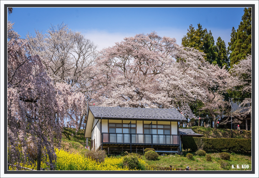 20250418日本山形縣小白川町馬見崎櫻花_8838-1 拷貝 2.jpg