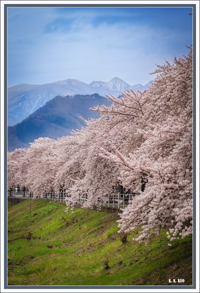 20250418日本山形縣小白川町馬見崎櫻花_8444-1 拷貝 2.jpg