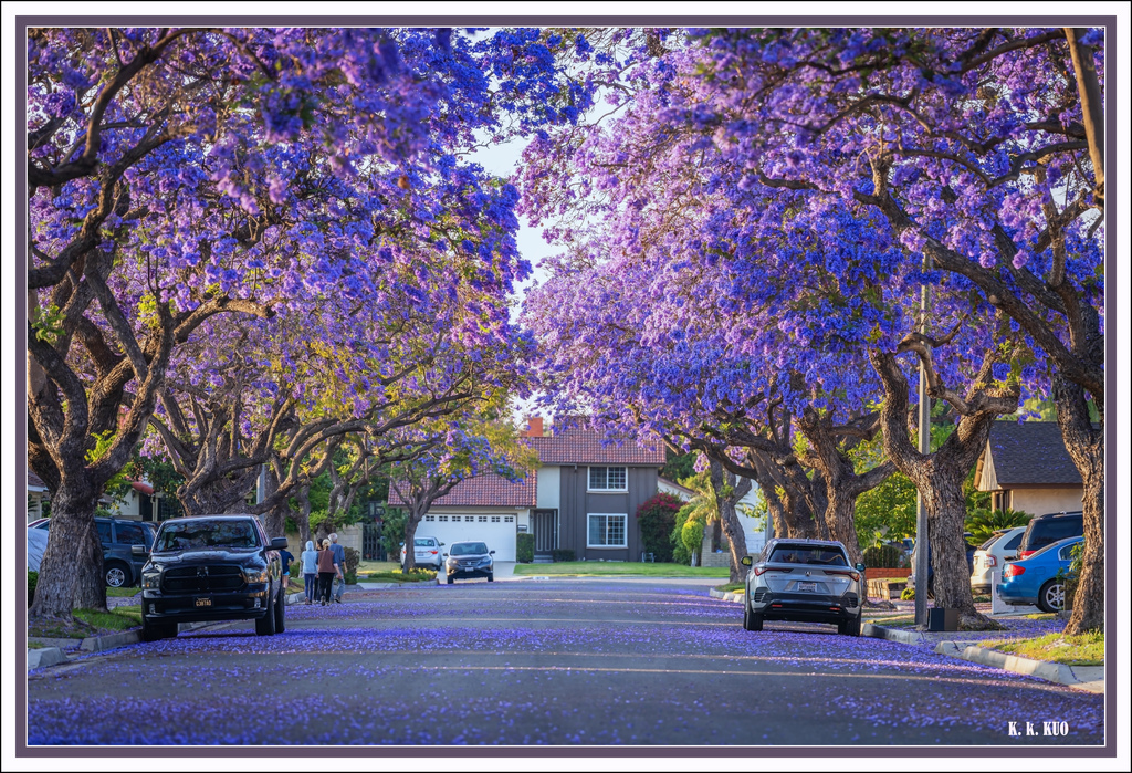 20250609社區藍花楹_4315-1 拷貝.jpg