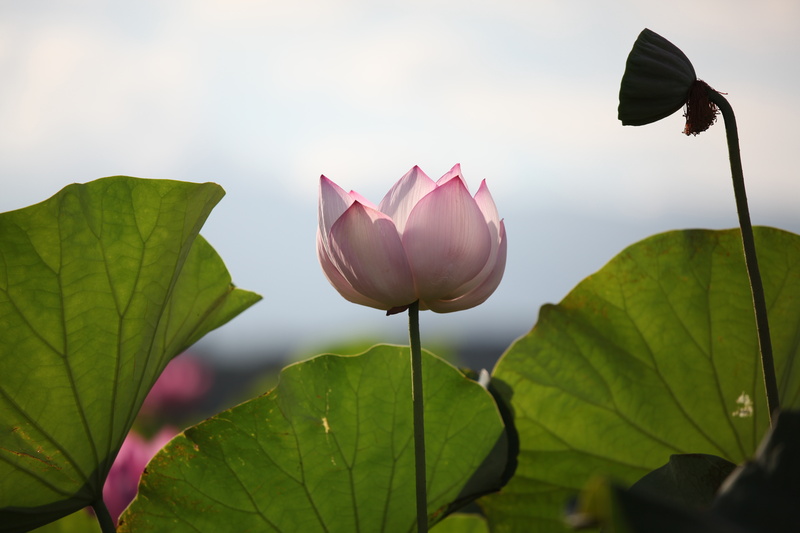 剪報資料 ~ 亞銀上修亞太經濟體經濟成長率.jpg