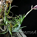 Tillandsia 空氣鳳梨