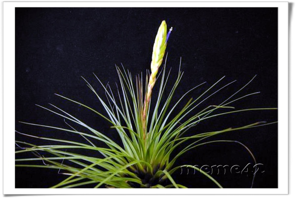 Tillandsia 空氣鳳梨