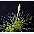 Tillandsia 空氣鳳梨