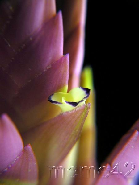 Tillandsia cacticola