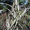 Ｔillandsia duratii