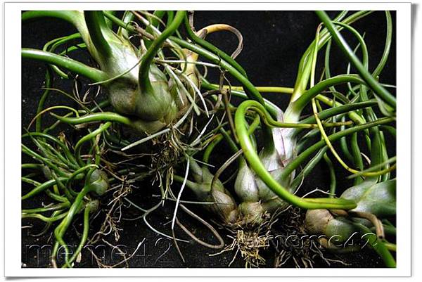  Tillandsia bulbosa