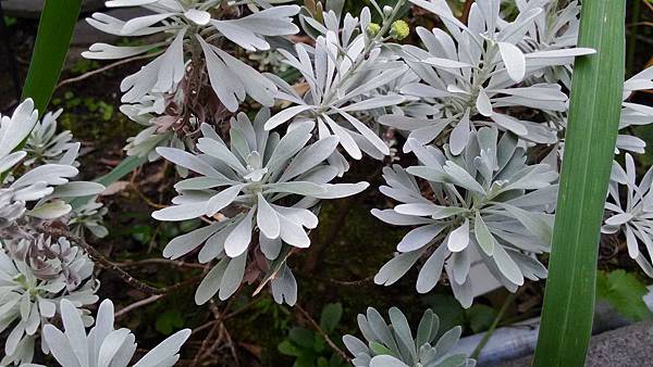 蘄艾02.jpg 蘄艾02.jpg