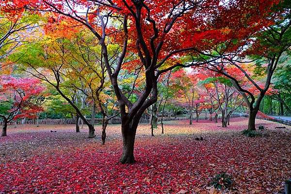 東京紅葉神代植物公園 輝哥哥 痞客邦