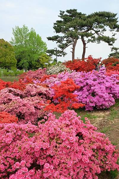館林つつじが岡公園 足利花卉公園一日遊 輝哥哥 痞客邦 館林つつじが岡公園 足利花卉公園一日遊 輝哥哥 痞客邦
