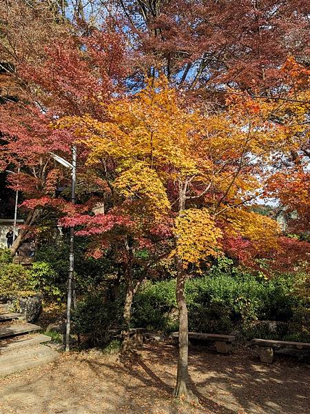 2023東京紅葉行-Day2