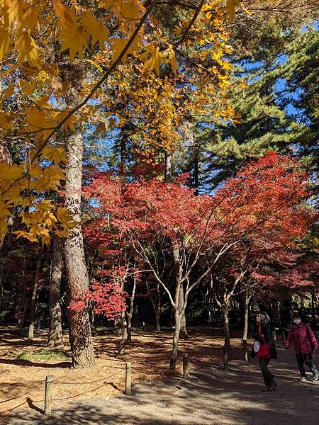 埼玉紅葉-平林寺