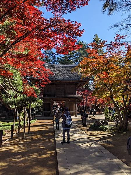 埼玉紅葉-平林寺