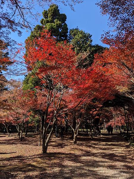 埼玉紅葉-平林寺