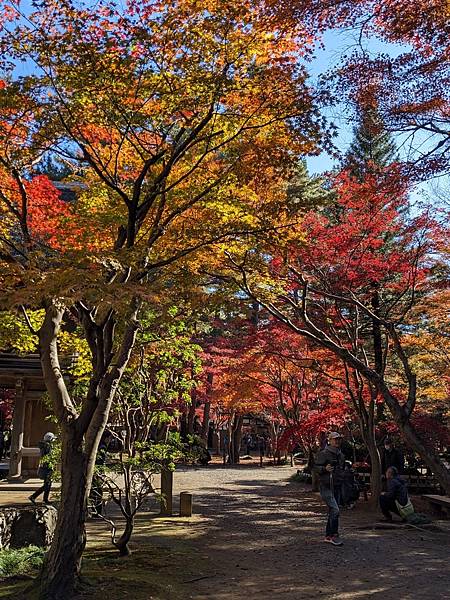 埼玉紅葉-平林寺