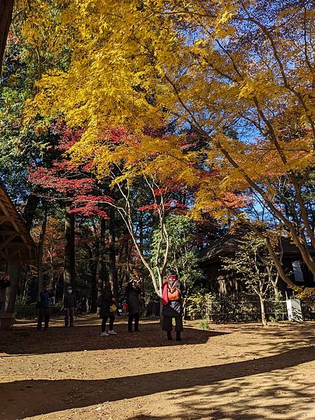 埼玉紅葉-平林寺