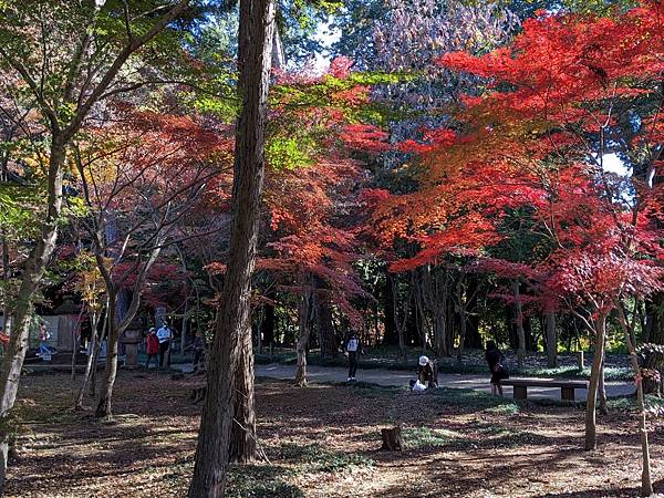 埼玉紅葉-平林寺