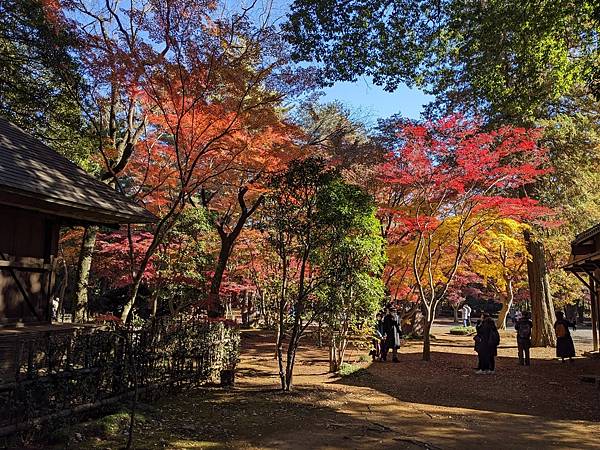 埼玉紅葉-平林寺