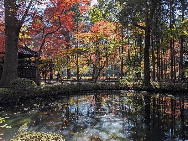 埼玉紅葉-平林寺