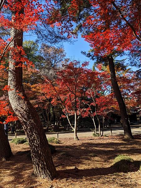 2023東京紅葉行-Day3