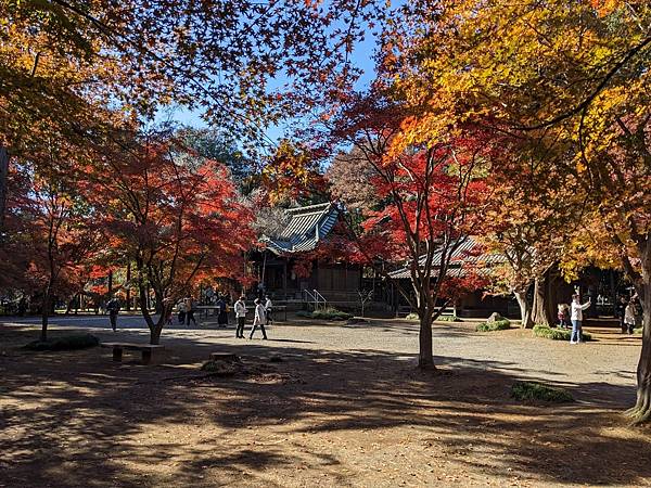 埼玉紅葉-平林寺