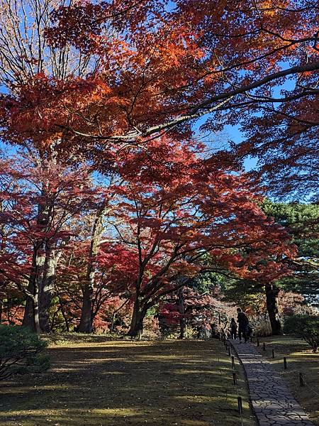 2023東京紅葉行-Day3