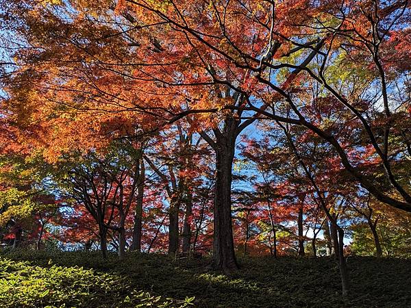 2023東京紅葉行-Day3