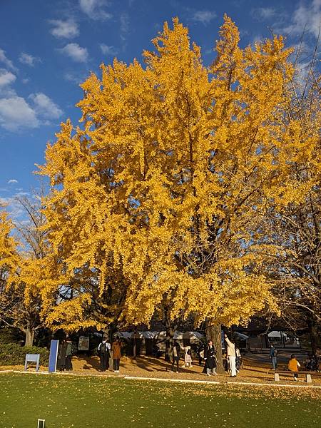 2023東京紅葉行-Day3