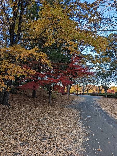 2023東京紅葉行-Day3