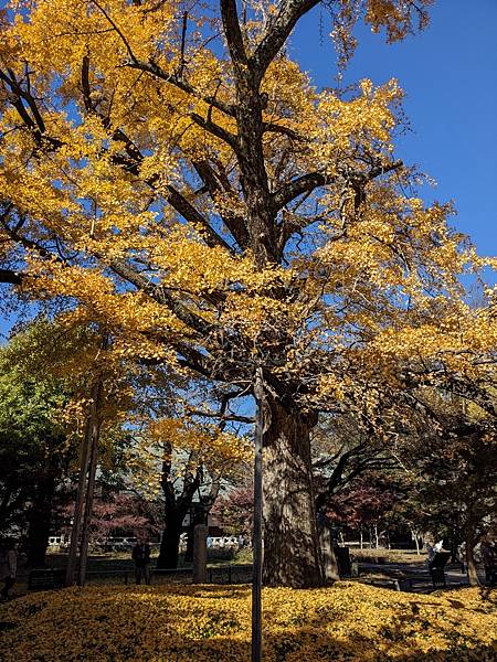 東京紅葉-九品佛淨真寺