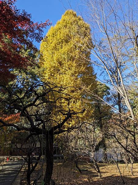 東京紅葉-九品佛淨真寺