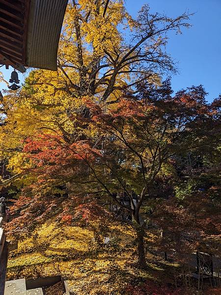 東京紅葉-九品佛淨真寺