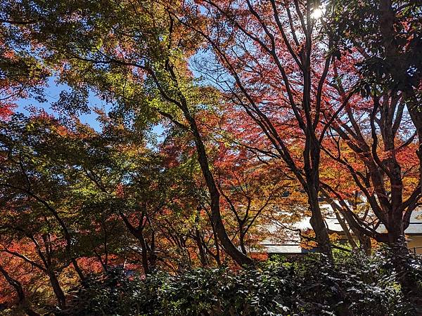 京阪滋賀紅葉行-Day2 京阪滋賀紅葉行-Day2