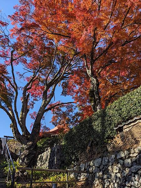 京阪滋賀紅葉行-Day2 京阪滋賀紅葉行-Day2