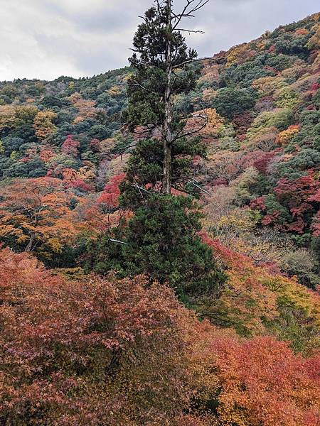 京阪滋賀紅葉行-Day2 京阪滋賀紅葉行-Day2