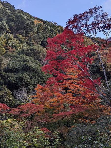 京阪滋賀紅葉行-Day2 京阪滋賀紅葉行-Day2