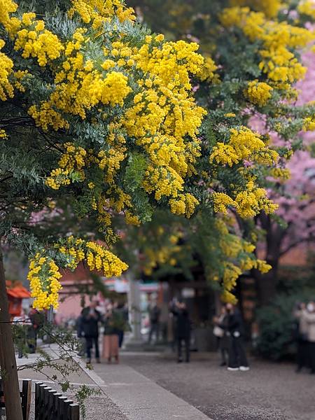 東京川越成田山-Day3