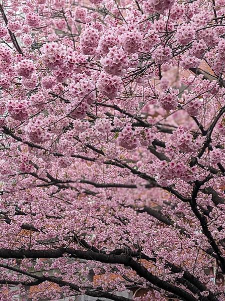 東京川越成田山-Day3