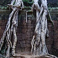 塔普倫廟Taprohm Temple