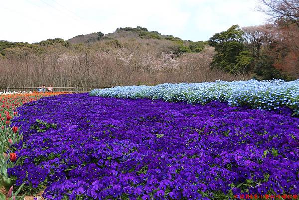 IMG_9683.JPG IMG_9683.JPG