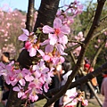 陽明山櫻花 (65).JPG