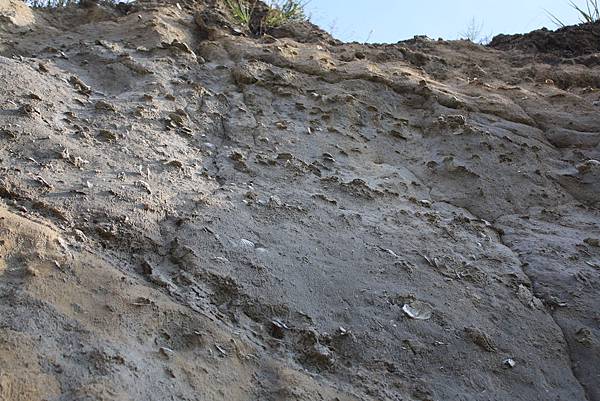 貝化石地層 (8).JPG