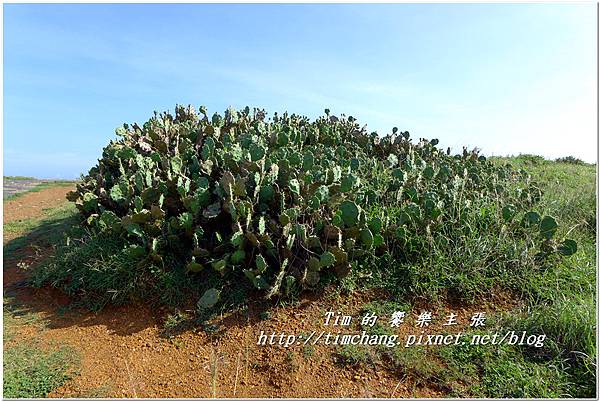 西嶼風景 (2).jpg