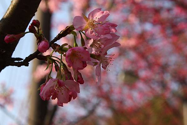 陽明山櫻花 (44).JPG