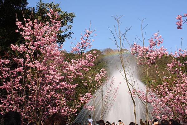 陽明山櫻花 (87).JPG