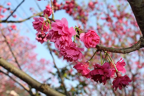 陽明山櫻花(百葉) (49).JPG