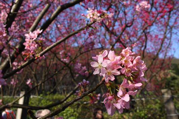 陽明山櫻花 (47).JPG