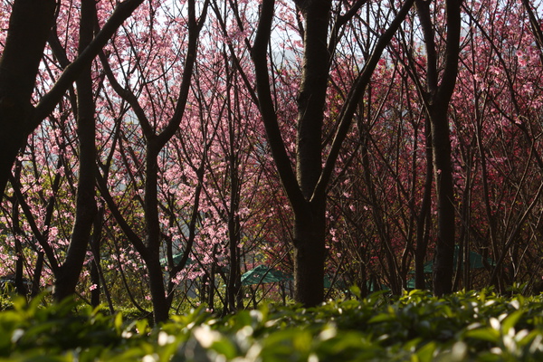 陽明山櫻花 (43).JPG