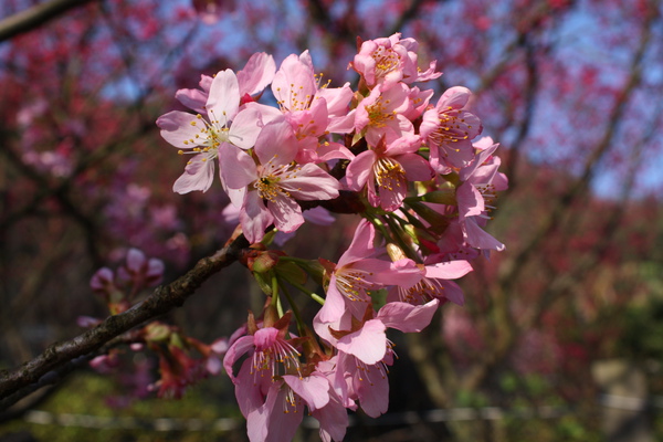 陽明山櫻花 (46).JPG