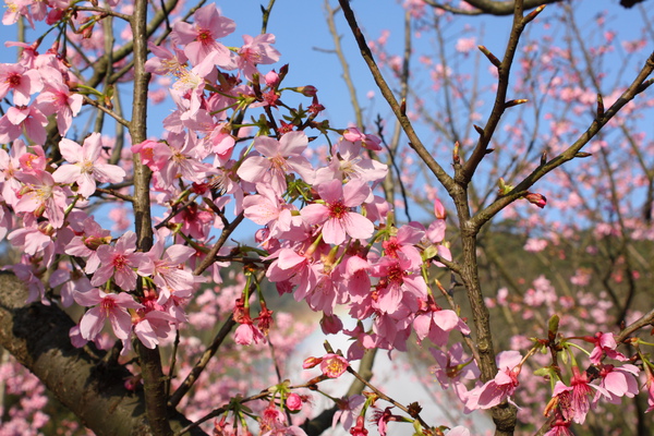 陽明山櫻花 (68).JPG